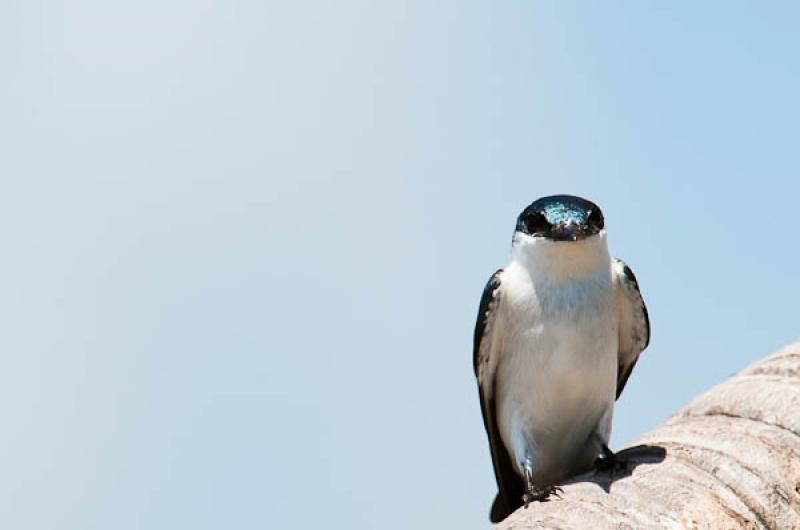 Albiventer Tachycineta, Lago de Maica, Santarem, P...