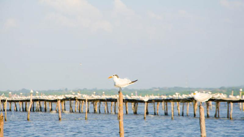 Bahia de Cispata, San Antero, Cordoba, Colombia