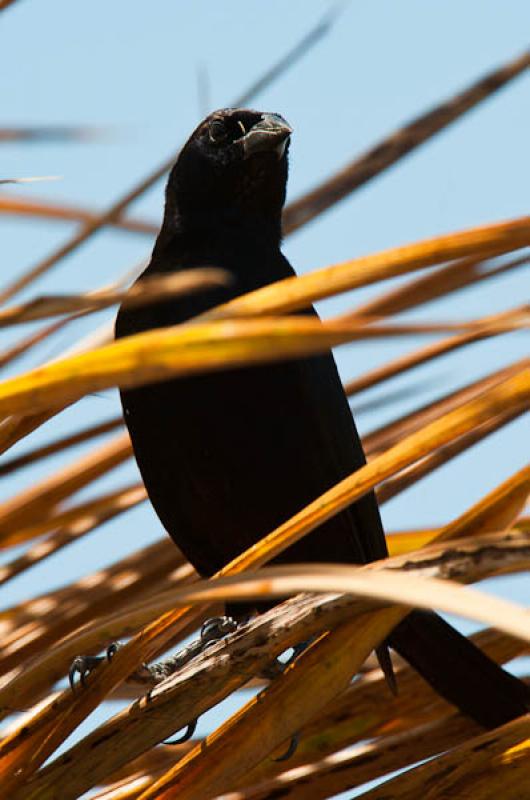 Molothrus Bonariensis, Lago de Maica, Santarem, Pa...