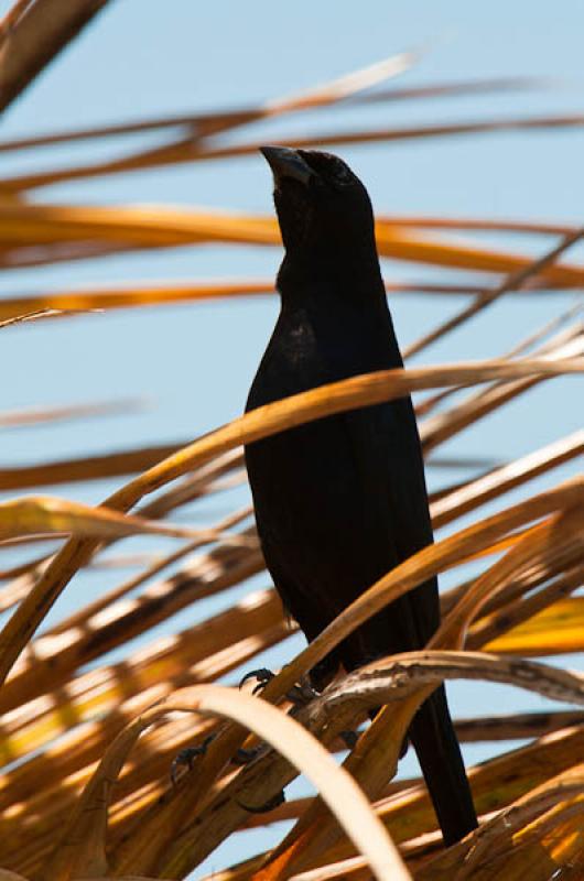 Molothrus Bonariensis, Lago de Maica, Santarem, Pa...