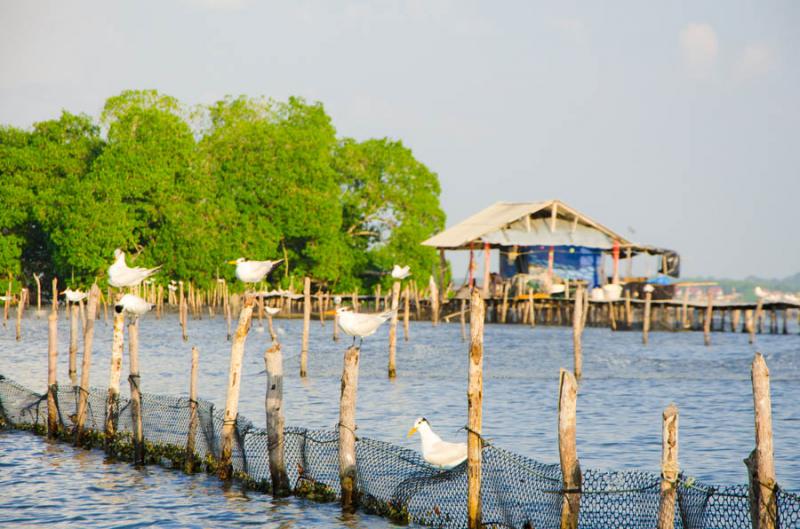 Palafito en Manglar de Bahia de Cispata, San Anter...