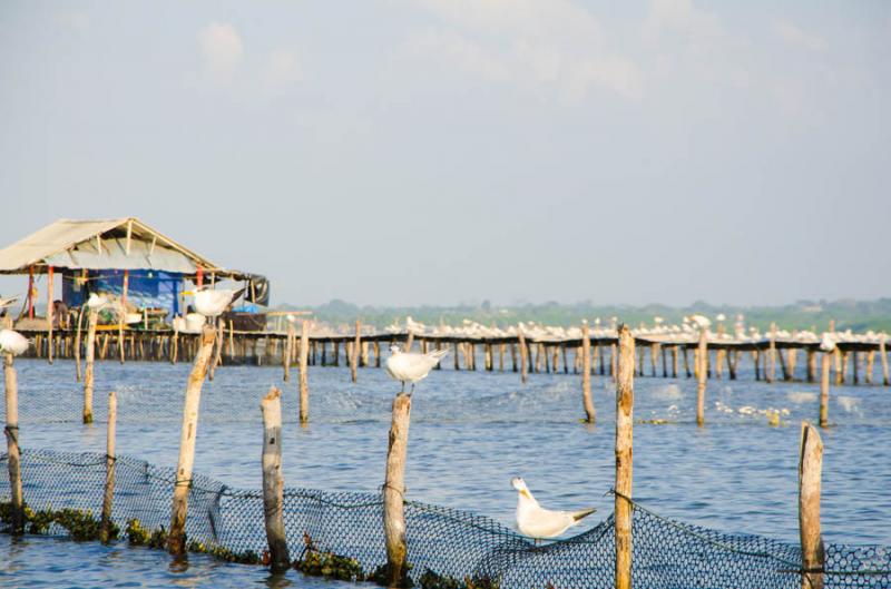 Palafito en Manglar de Bahia de Cispata, San Anter...