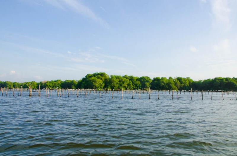 Manglar de Bahia de Cispata, San Antero, Cordoba, ...