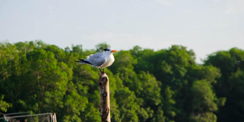 Gaviota en la Bahia de Cispata, San Antero, Cordob...