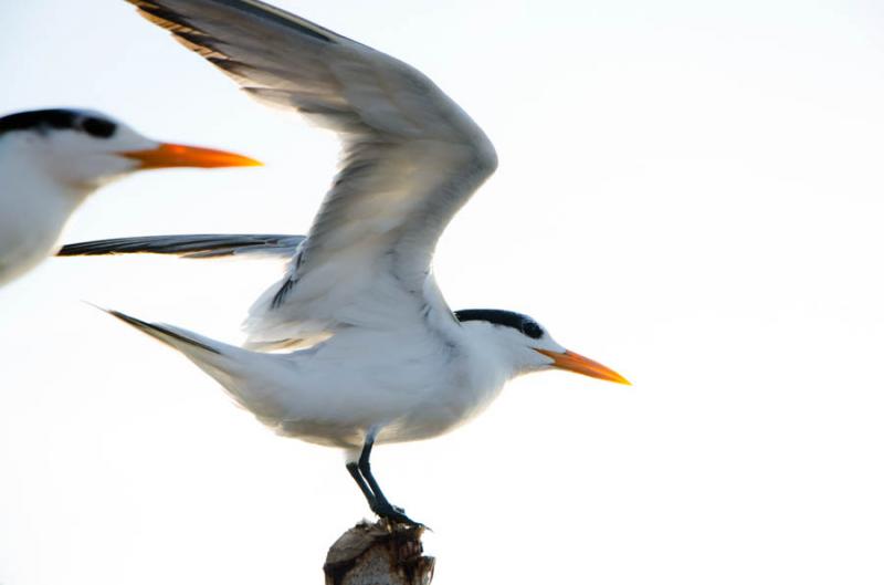 Laridae