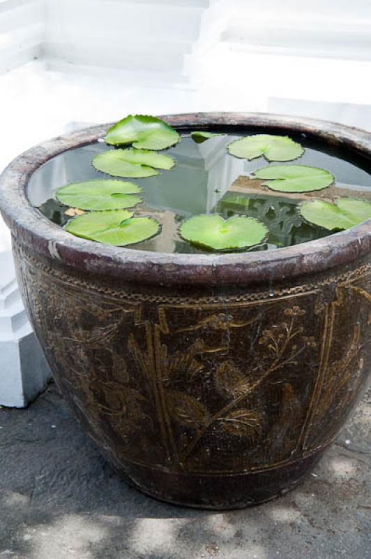 Nelumbonaceae, Templo del Buda de Esmeralda, Bangk...