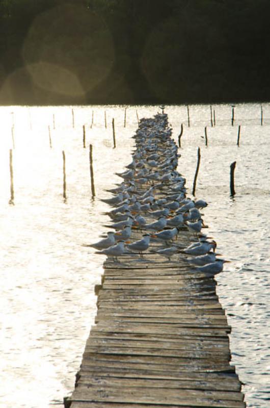 Muelle en Bahia de Cispata, San Antero, Cordoba, C...