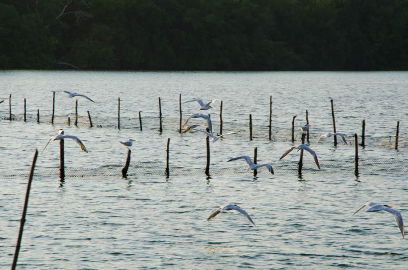 Bahia de Cispata, San Antero, Cordoba, Colombia