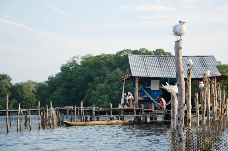 Palafito en Manglar de Bahia de Cispata, San Anter...