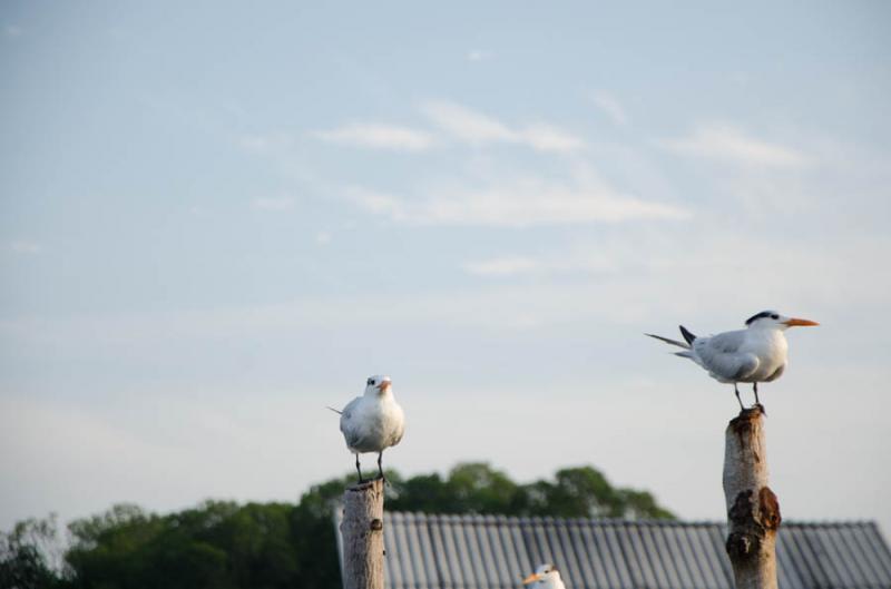 Laridae