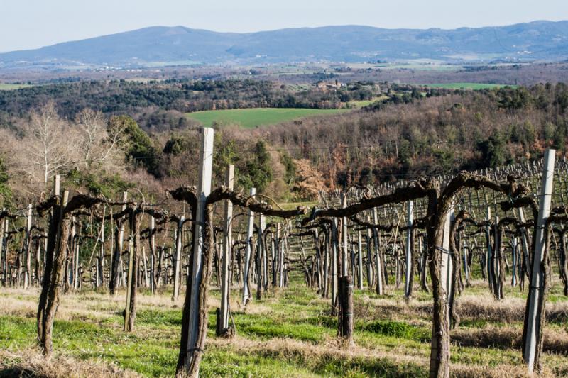 Viña Toscana, Florencia, Italia, Europa Occidenta...