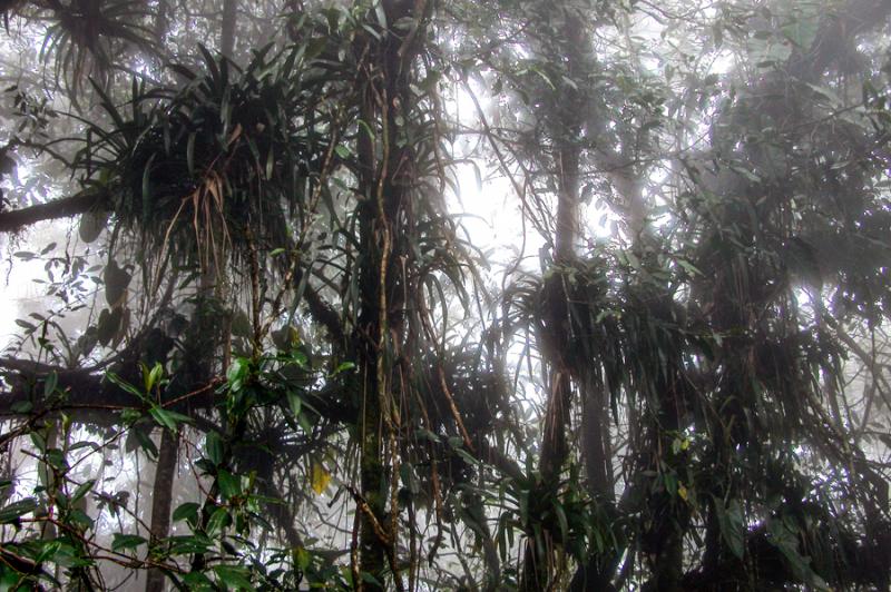 Bosque en Santa Elena, Antioquia