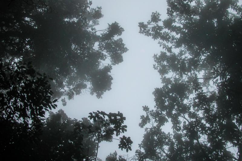 Bosque en Santa Elena, Antioquia