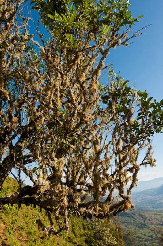 Detalle de un Arbol, Fredonia, Suroeste AntioqueÃ...