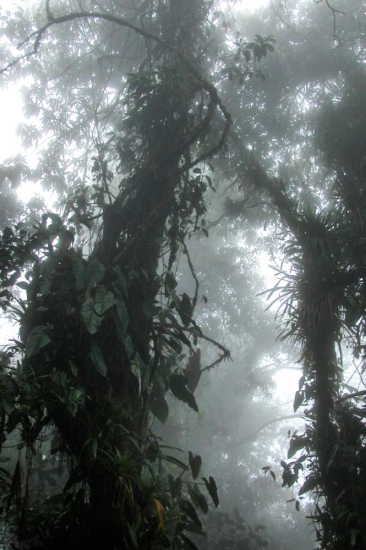 Bosque en Santa Elena, Antioquia