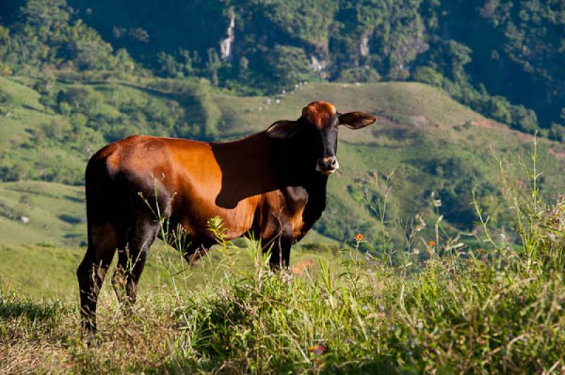 Bos taurus indicus