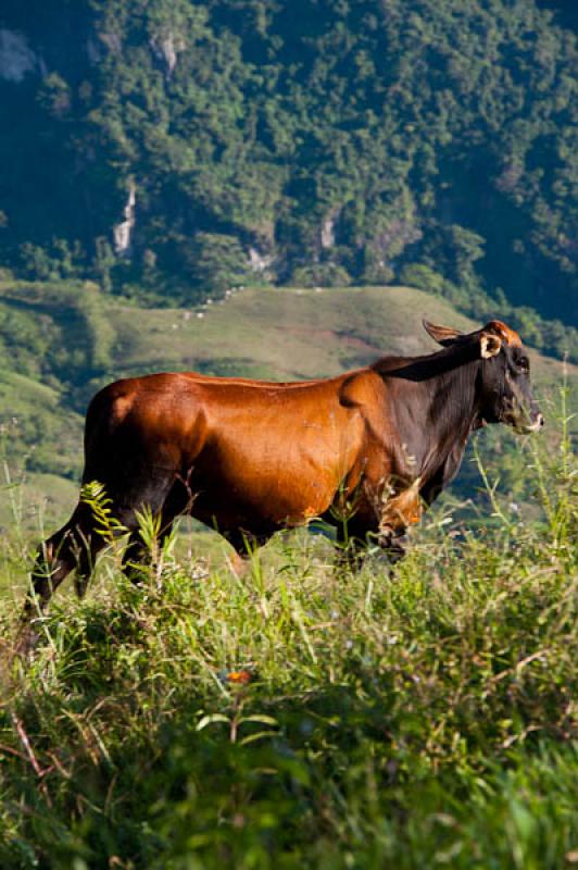 Bos taurus indicus