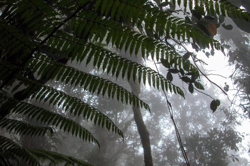 Bosque en Santa Elena, Antioquia