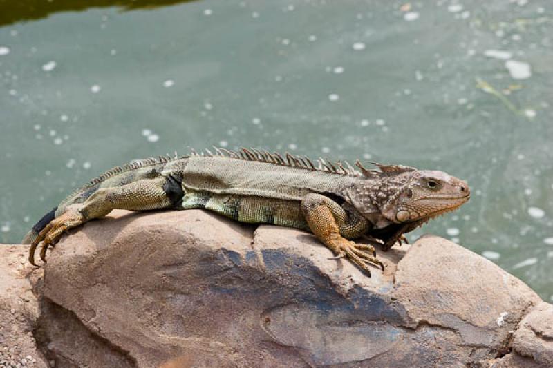 Iguana iguana, Fundacion Botanica y Zoologica de B...