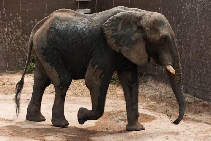 Loxodonta africana, Fundacion Botanica y Zoologica...