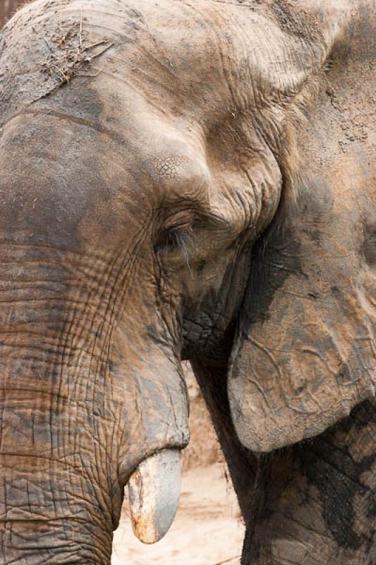 Loxodonta africana, Fundacion Botanica y Zoologica...