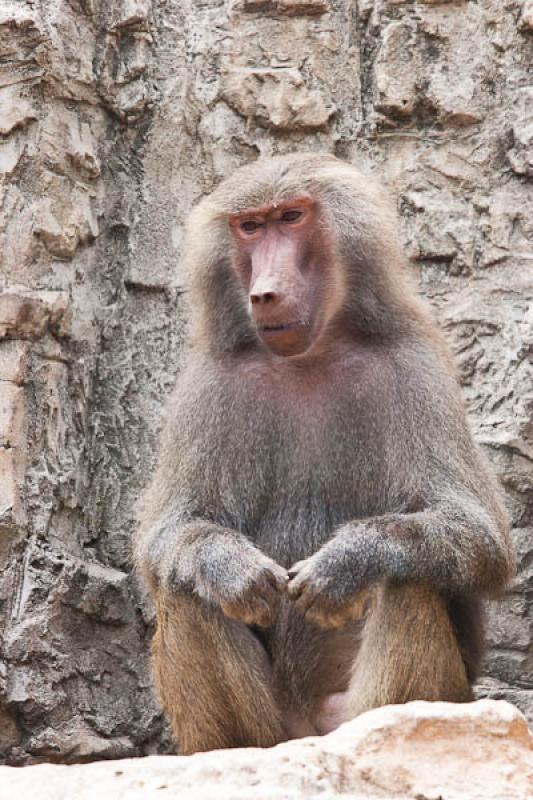 Papio hamadryas, Fundacion Botanica y Zoologica de...