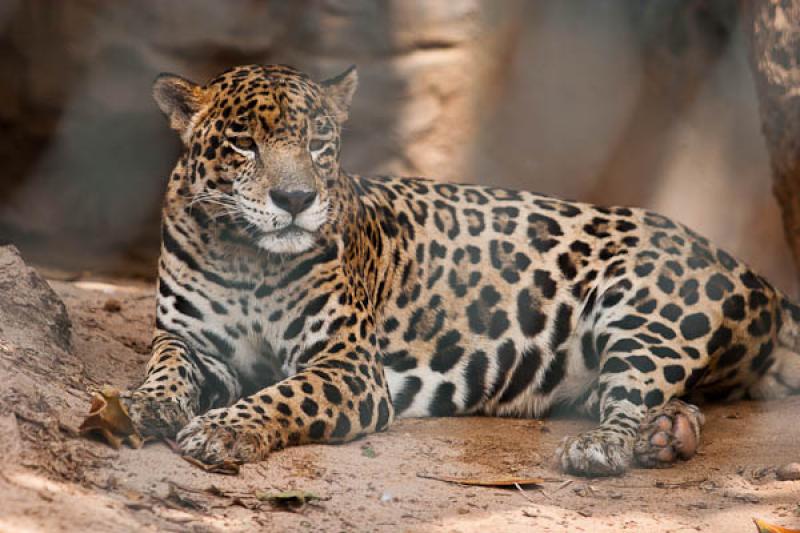 Panthera pardus, Fundacion Botanica y Zoologica de...