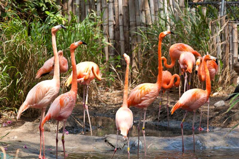 Phoenicopterus ruber, Fundacion Botanica y Zoologi...