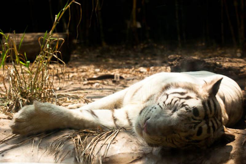 Panthera tigris, Fundacion Botanica y Zoologica de...