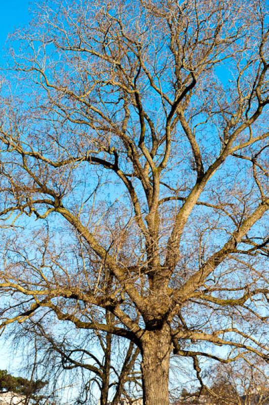 Detalle de un Arbol, Paris, Francia, Europa Occide...