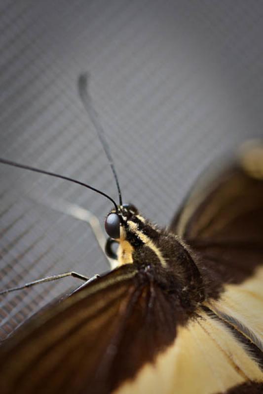 Cresphontes Papilio