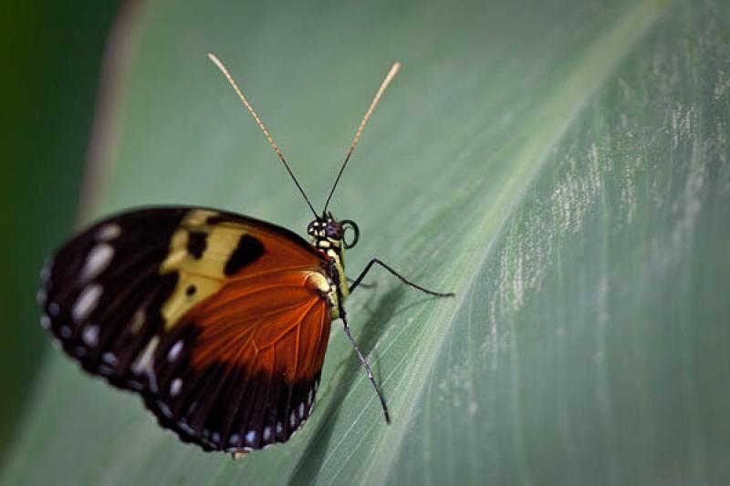 Heliconius hecale