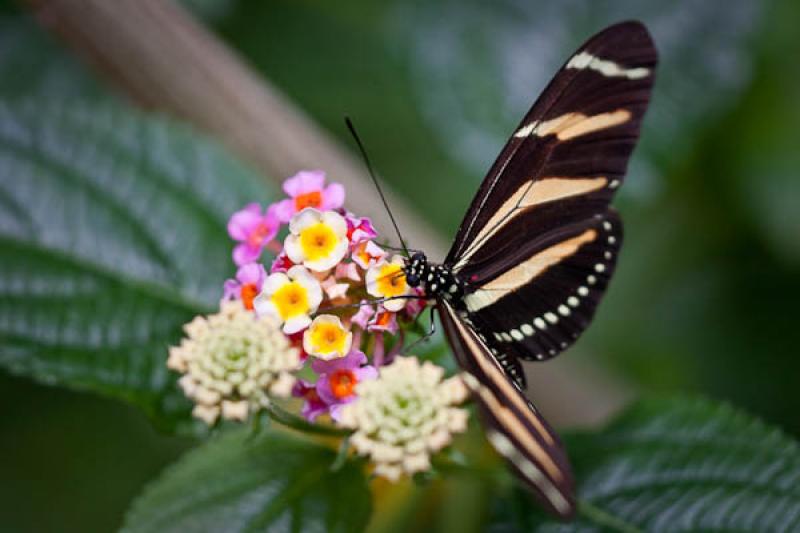 Heliconius charithonia