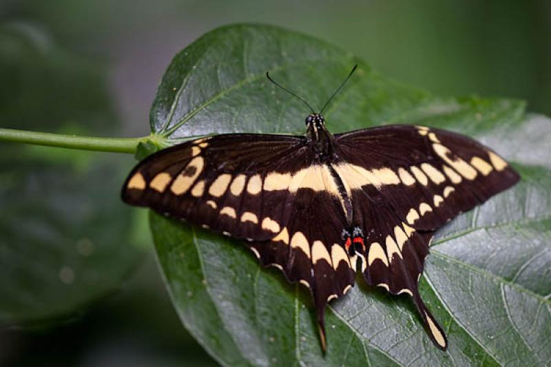 Cresphontes Papilio