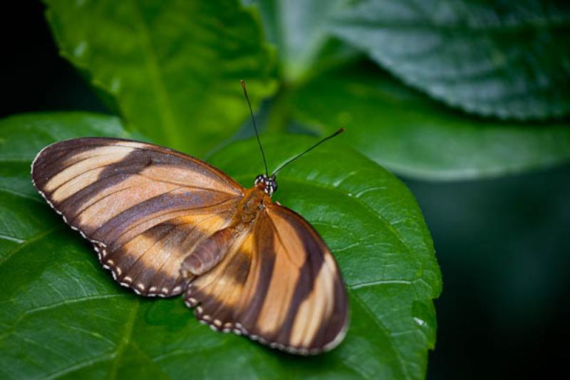 Dryadula phaetusa