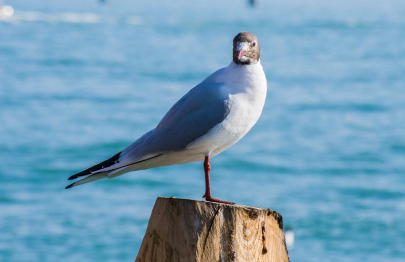 Gaviota Cabecigris, Venecia, Veneto, Italia, Europ...