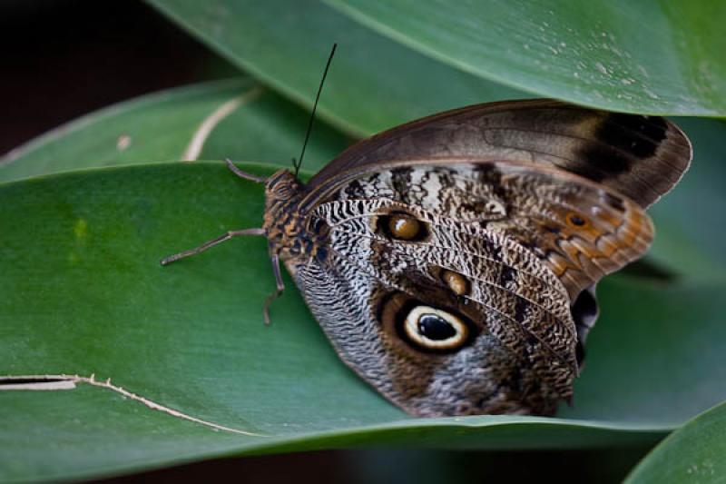 Caligo eurilochus