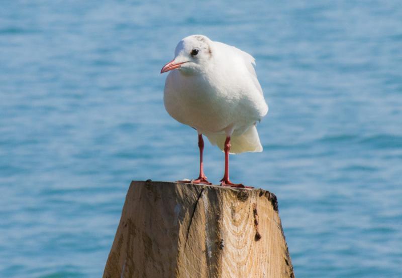 Gaviota Cabecigris, Venecia, Veneto, Italia, Europ...