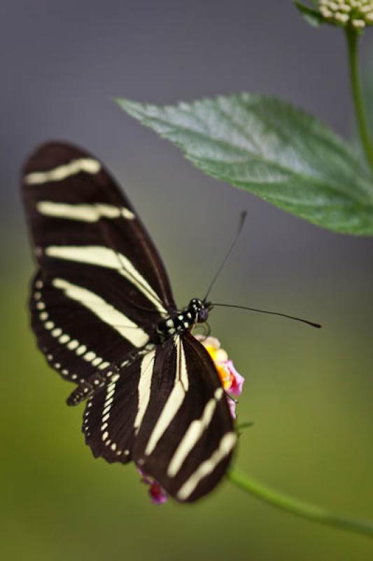 Heliconius charithonia