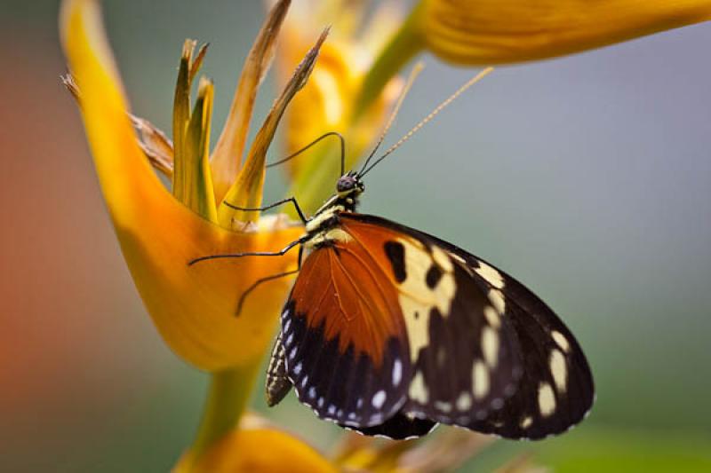 Heliconius hecale