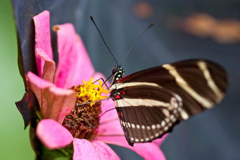 Heliconius charithonia