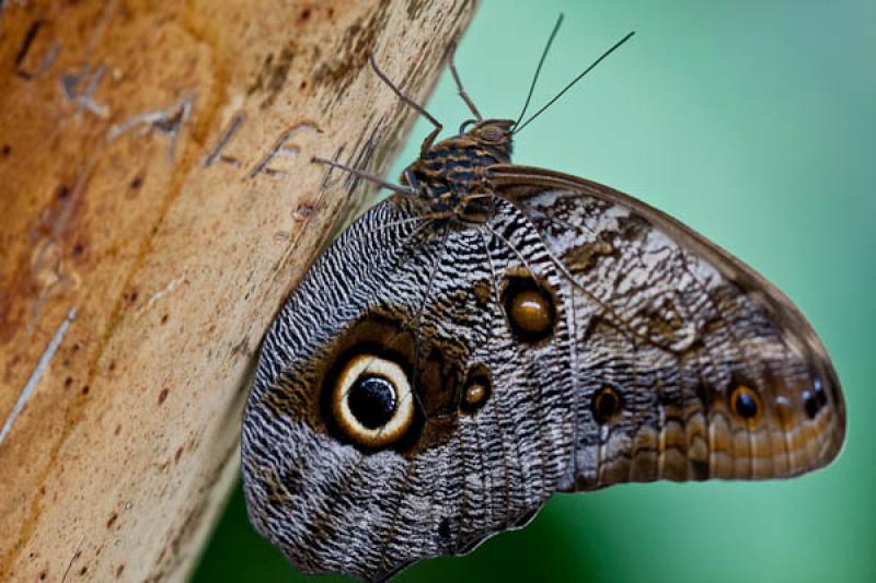 Caligo eurilochus