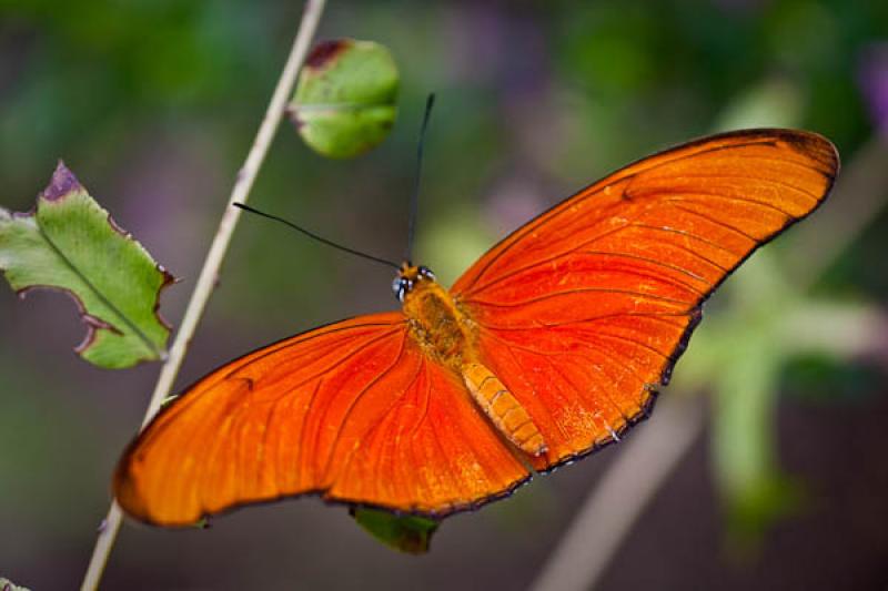 Dryas Iulia