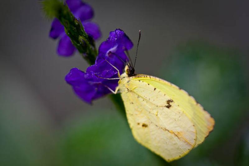 Gonepteryx rhamni