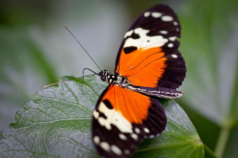 Heliconius hecale