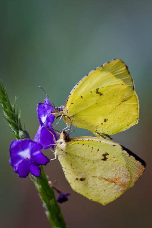 Gonepteryx rhamni