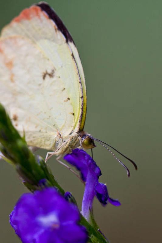 Gonepteryx rhamni