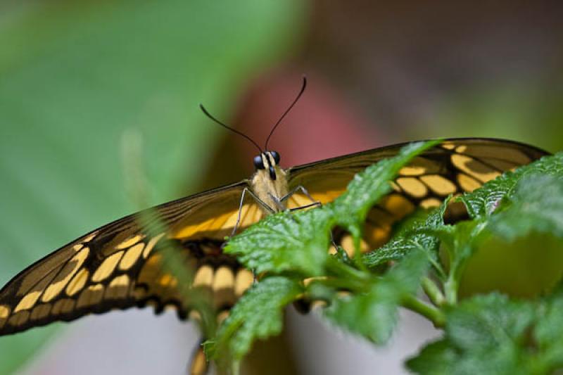 Cresphontes Papilio