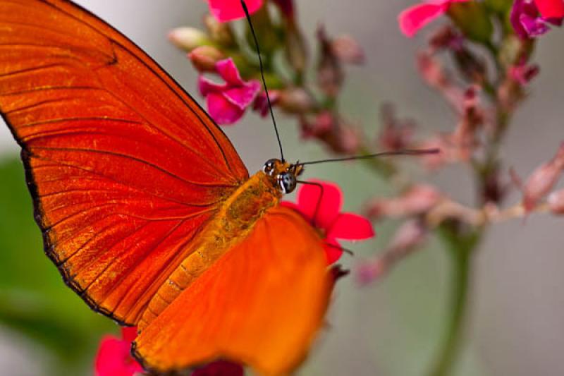 Dryas Iulia