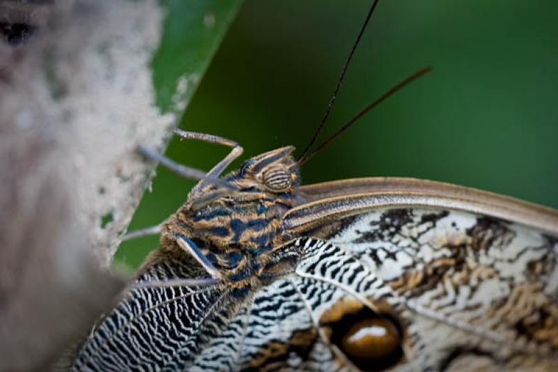 Caligo eurilochus